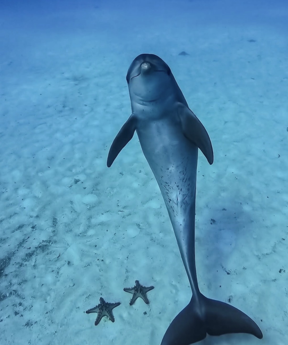Dolphin swimming over starfish in clear blue water
